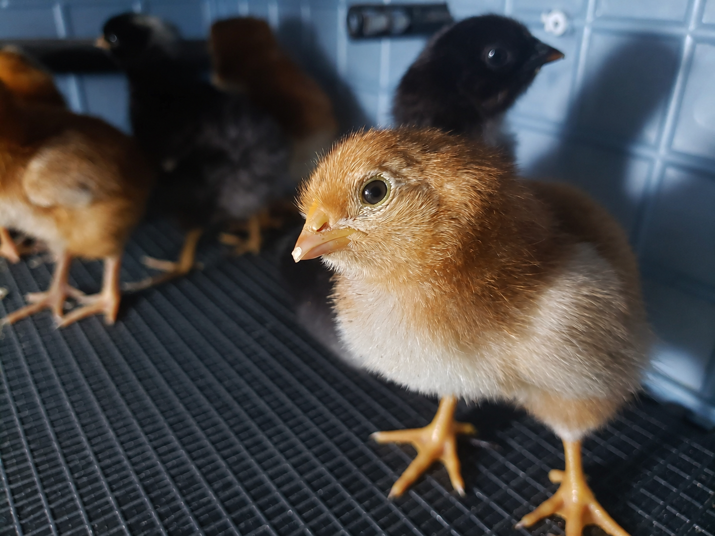 Newly hatched chick in the farm incubator.