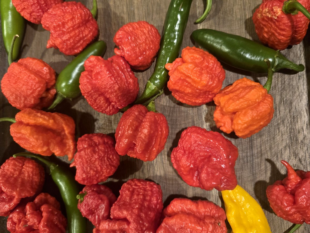 Fresh peppers harvested at Clark DuBignon Farm